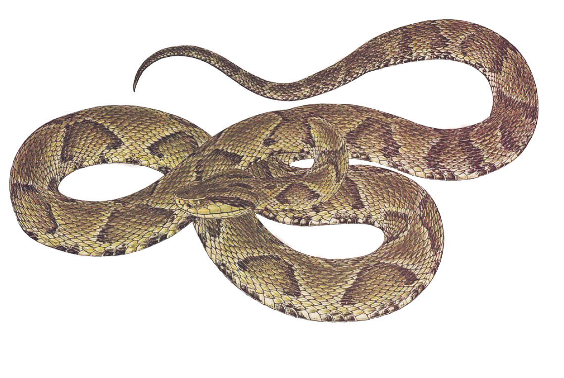 Jararaca - Bothrops jararaca - serpente venenosa - InfoEscola